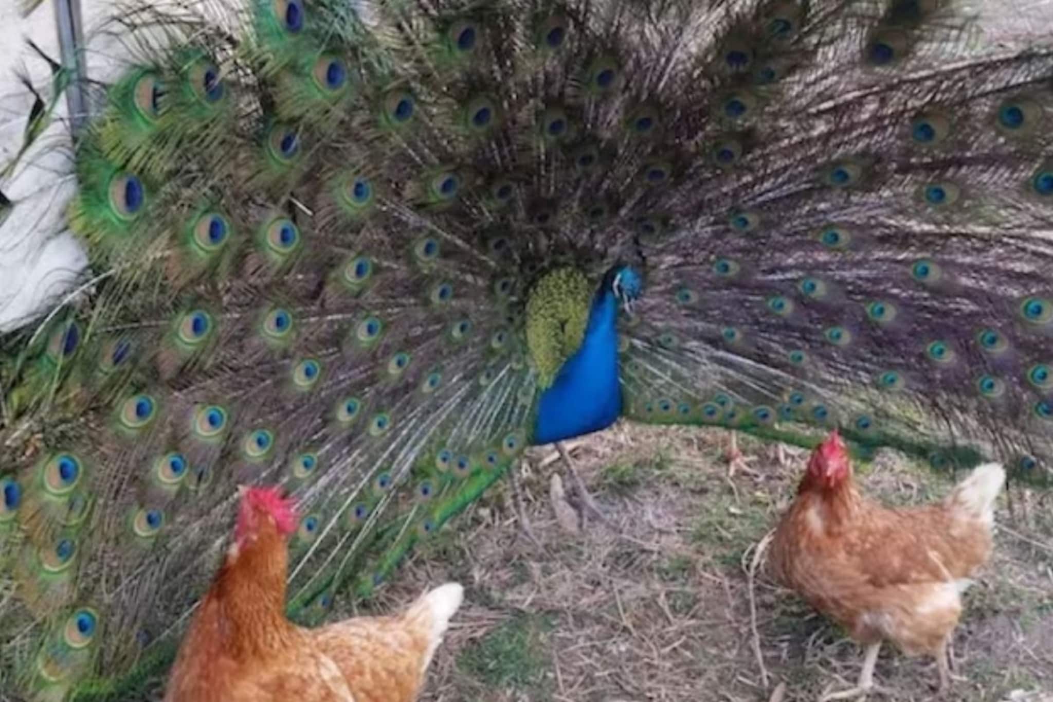 Video : कोंबडीच्या प्रेमात पडला मोर, संबंधही ठेवले, जन्माला आलं असं पिल्लू की...