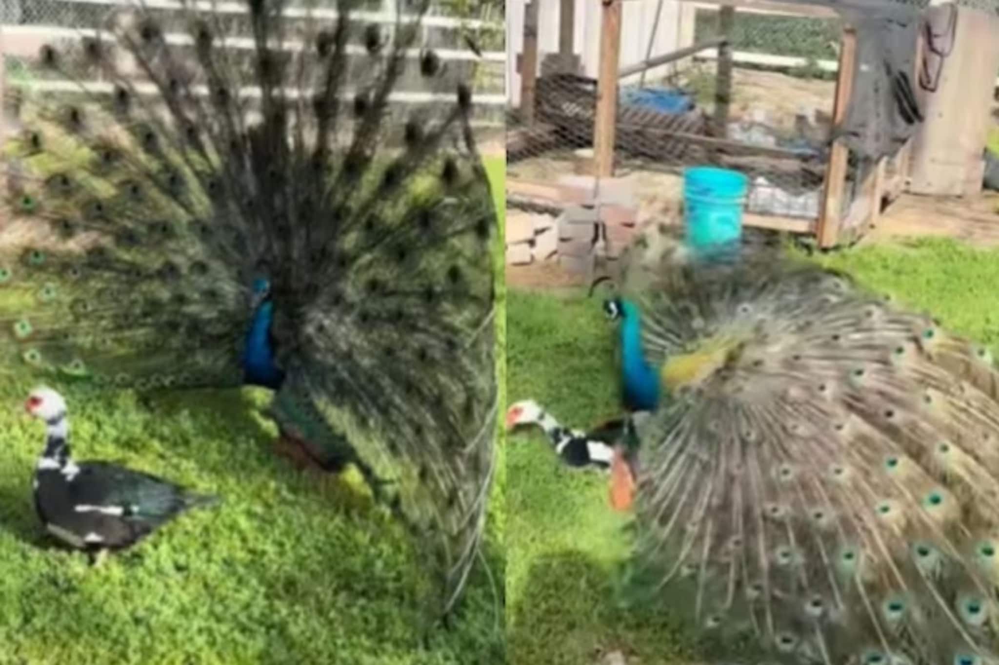 Video : बदकाला लांडोर समजून मोराने ठेवले संबंध, शेवटी परिणाम पाहून सगळे शॉक