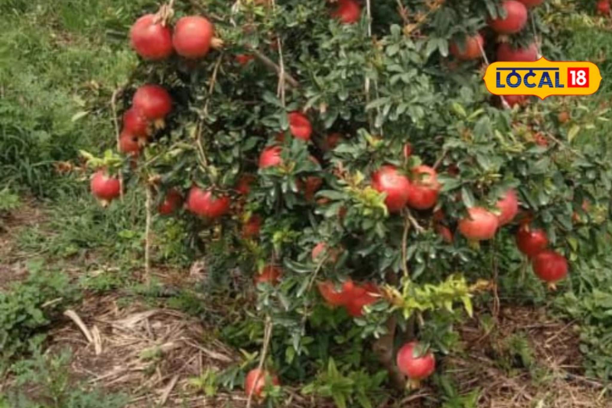 Farmer Success Story: शेतात केला डाळींबाचा प्रयोग, शेतकऱ्याला मिळालं 8 लाख उत्पन्न, सांगितला यशाचा मंत्र