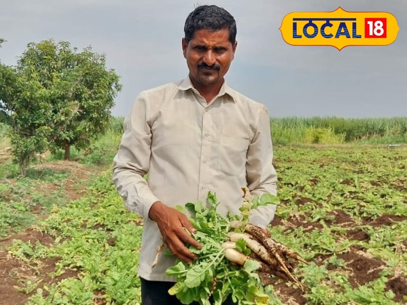 लागवडीचा खर्च वजा करून 60 हजार रुपये उत्पन्न मुळा लागवडीतून आतापर्यंत हराळे यांना मिळालं आहे. अजूनही 26 गुंठ्यात मुळा असून त्याची काढणी केल्यास चार ते पाच हजाराचा उत्पन्न मिळणार आहे. म्हणजेच 40 दिवसांत 26 गुंठ्यातून हराळे यांना 65 हजारांचा नफा मिळणार आहे. 