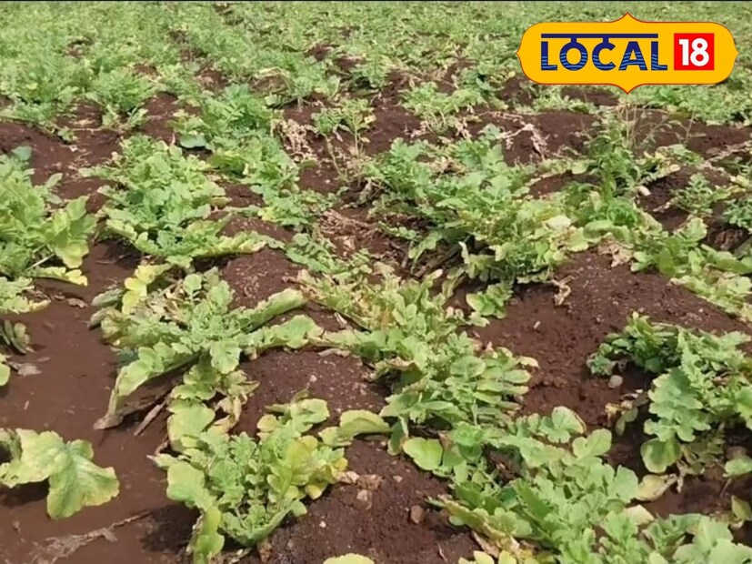 मुळ्याची लागवड केल्यानंतर साधारण 40 ते 35 दिवसानंतर तो बाजारात विक्रीसाठी तयार होतो. विष्णू हराळे हे स्वतः आठवडी बाजारात आणि सोलापुरातील कृषी उत्पन्न बाजार समितीस मुळ्याची विक्री करतात. स्वतः विक्री केल्यास अधिक उत्पन्न मिळते.