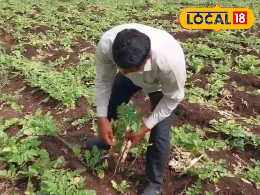 मुळा लागवडी अगोदर शेतामध्ये नांगरणी करून त्यामध्ये शेणखत घातले. त्यानंतर रोटावेटर मारून मुळा बियाणांची लागवड केली. हराळे यांनी 26 गुंठ्यात 25 ते 30 हजार मुळा बियांची लागवड केली. लावलेल्या सर्वच बिया उगवतील की नाही याची खात्री नसते. त्यामुळे थोडी जास्त बियांची लागवड केली होती.