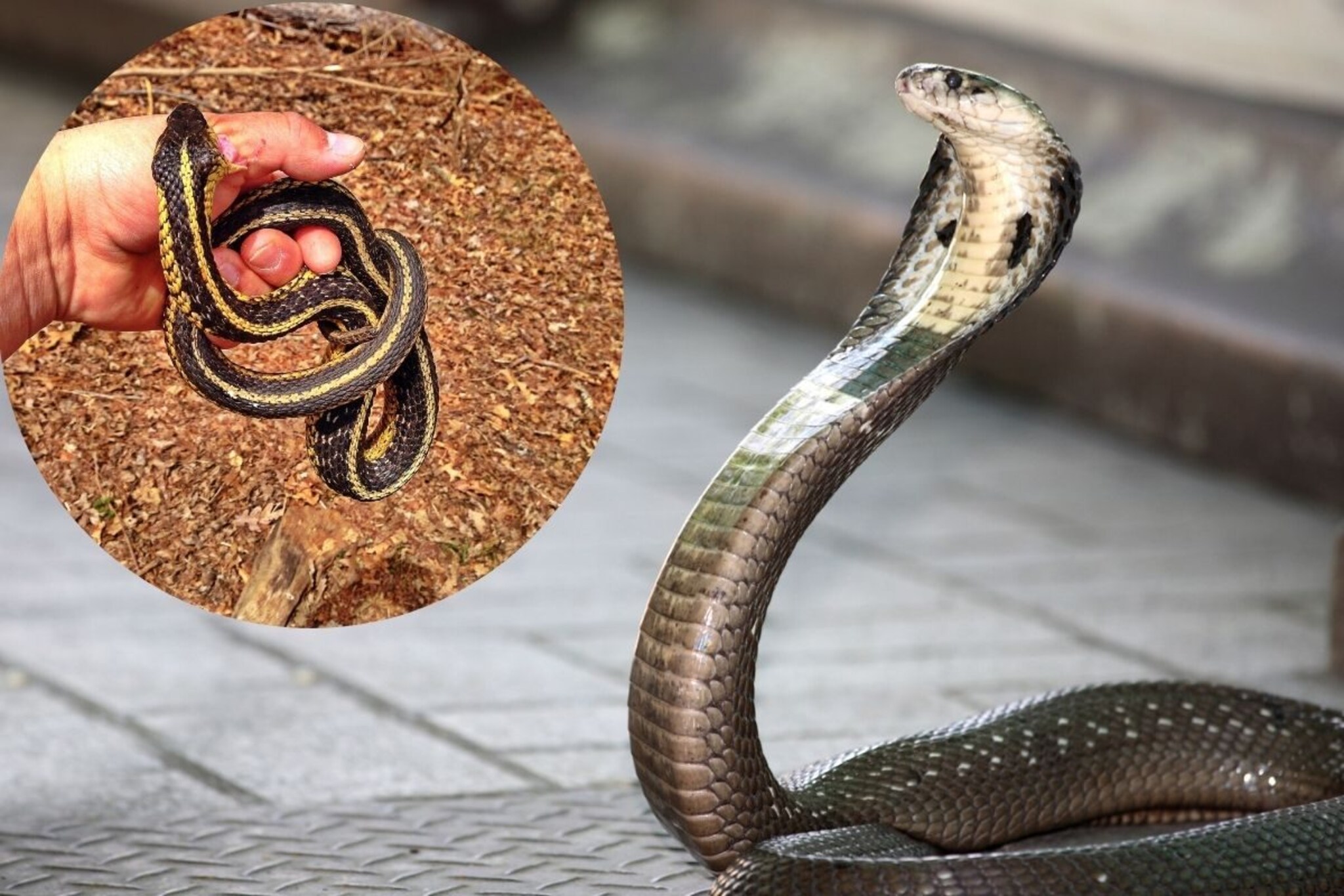 कोब्रापेक्षाही खतरनाक साप चावला, 32 अँटीवेनम इंजेक्शन दिले, नंतर घडलं असं की...