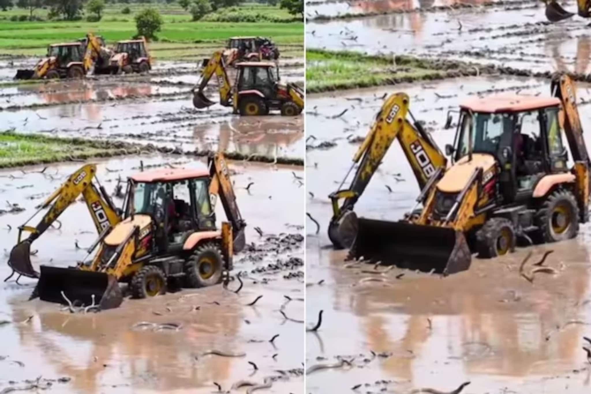 OMG! फळंभाज्या नाही तर चक्क सापांची शेती, करतात कशी आणि कुठे? Watch Video