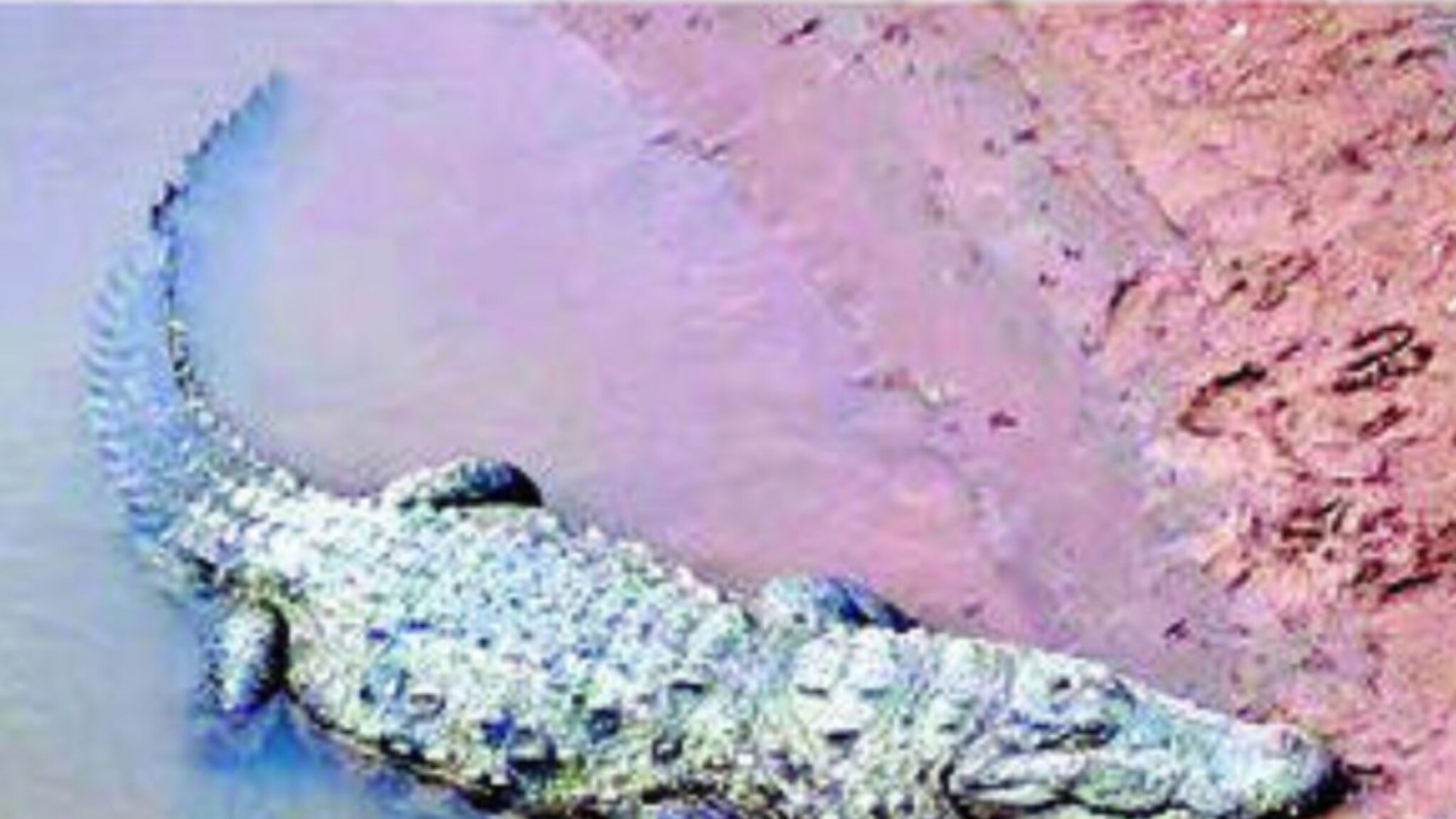 Karad News: कोयना नदीत मगर दिसल्याने खळबळ, 'या' ड्रोन व्हिडिओमुळे मगरींचा धोका स्पष्ट!