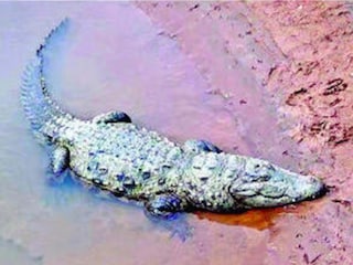 Koyna river crocodile