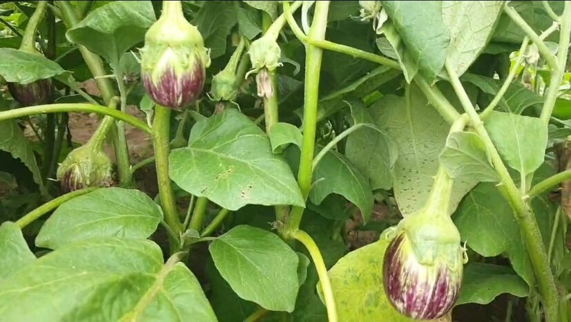 दरम्यान, शेतकऱ्यांनी नियोजनबद्ध शेती करावी. कमी क्षेत्रातील शेतातून देखील चांगला नफा मिळवता येतो. फक्त पिके निवडताना योग्य निर्णय घ्यावा, असा सल्ला शेतकरी ज्ञानेश्वर हिप्परकर देतात.