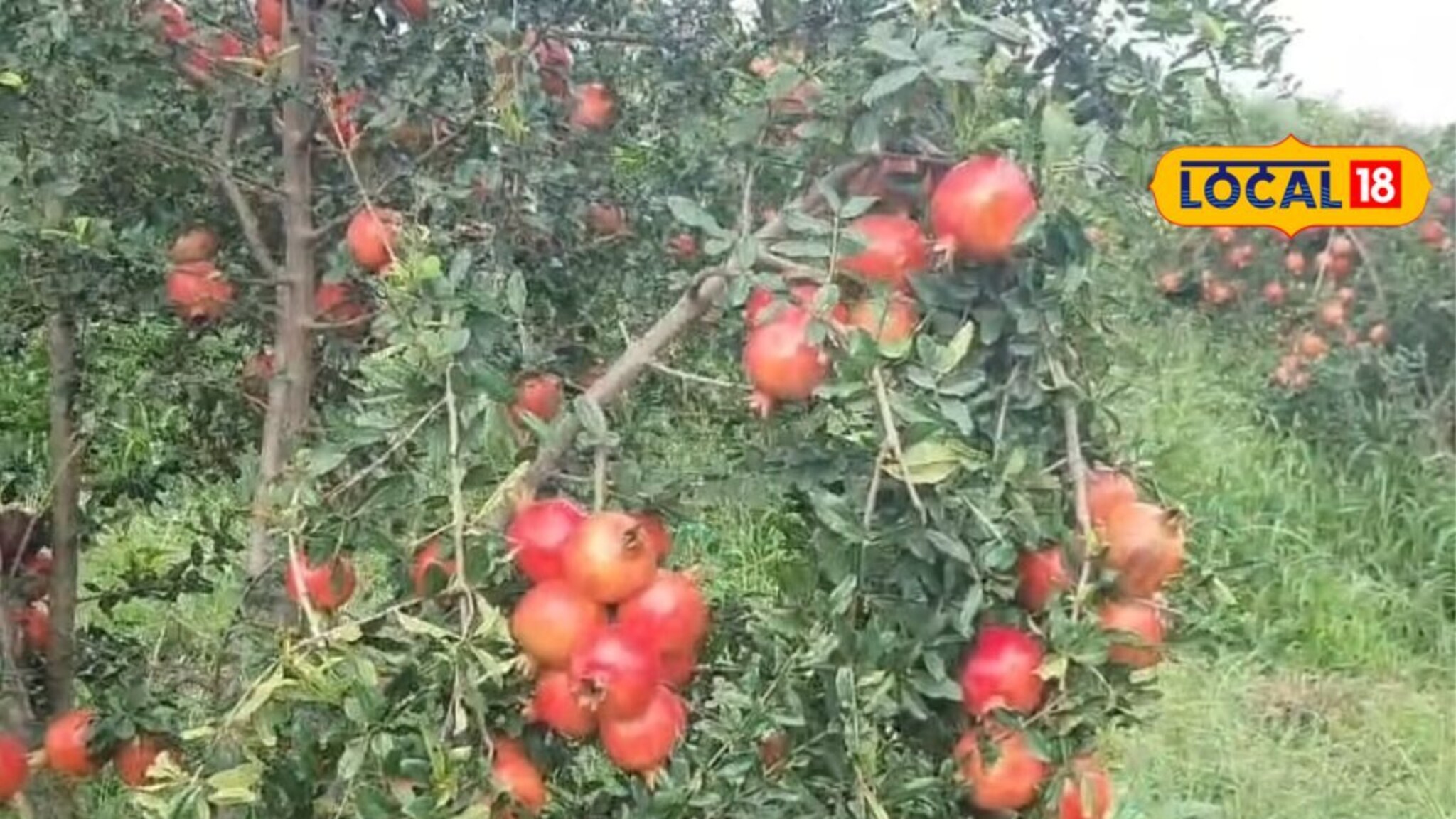 डाळिंब पिकावर रोगांचा प्रादुर्भाव? असं करा व्यवस्थापन, कृषी तज्ज्ञांचा सल्ला