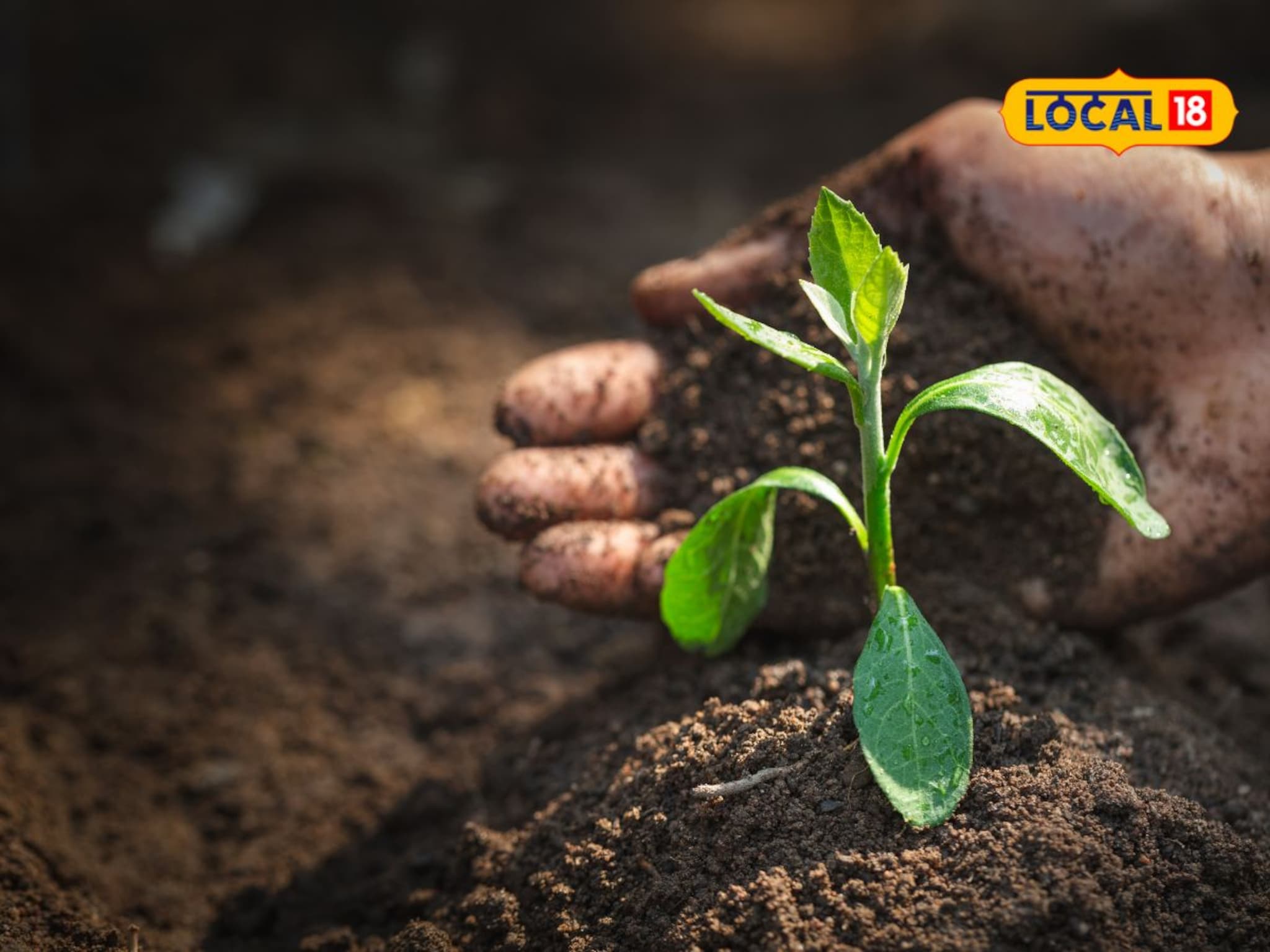 भरघोस पीक हवंय? शेतीतील मातीची अशी घ्या काळजी, होईल फायदा, Video