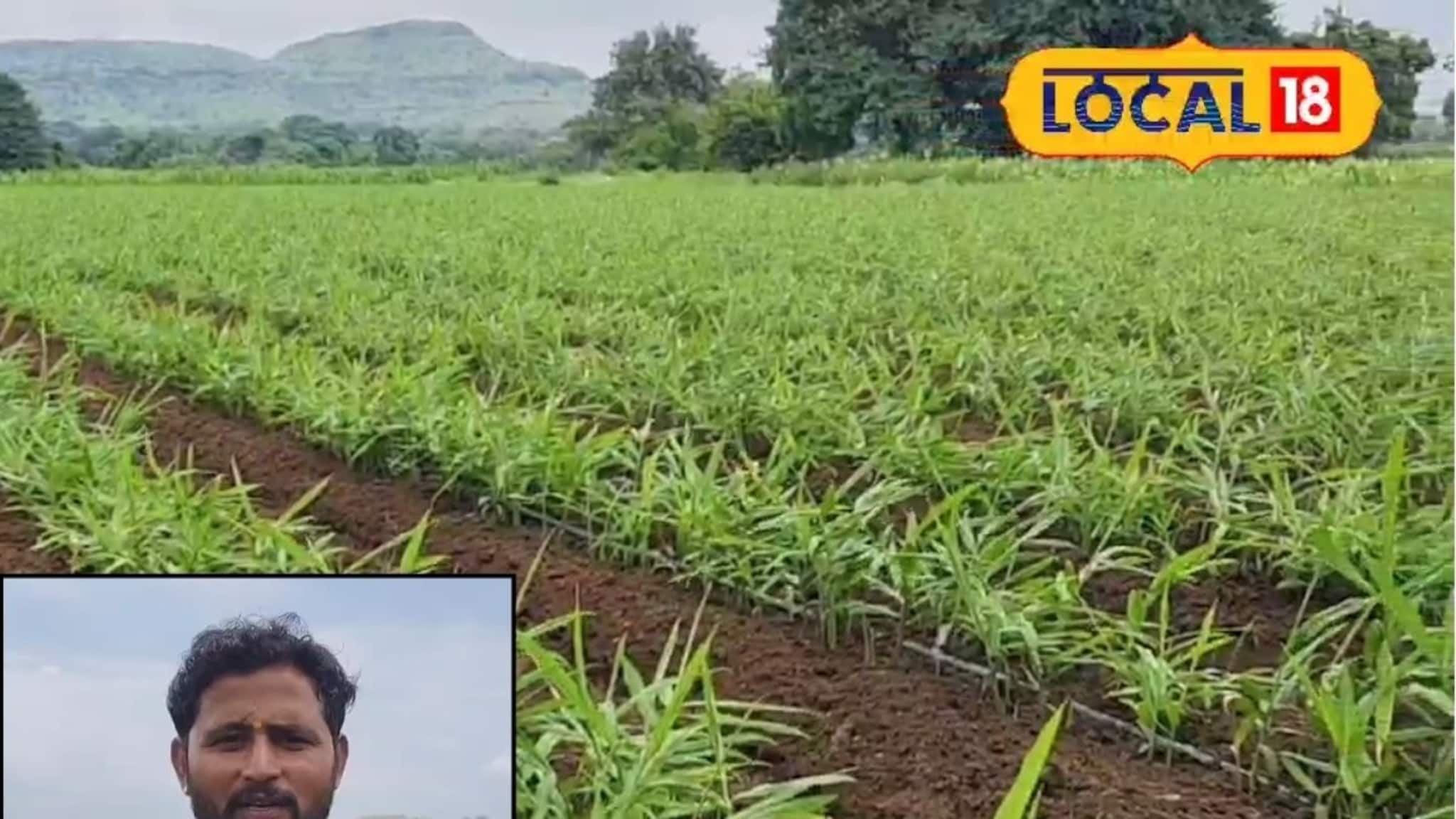 Ginger Farming: युवा शेतकऱ्याला सापडला पैशाचा फॉर्म्युला, दीड एकरात केली अद्रक शेती, पाहा कमाई किती?