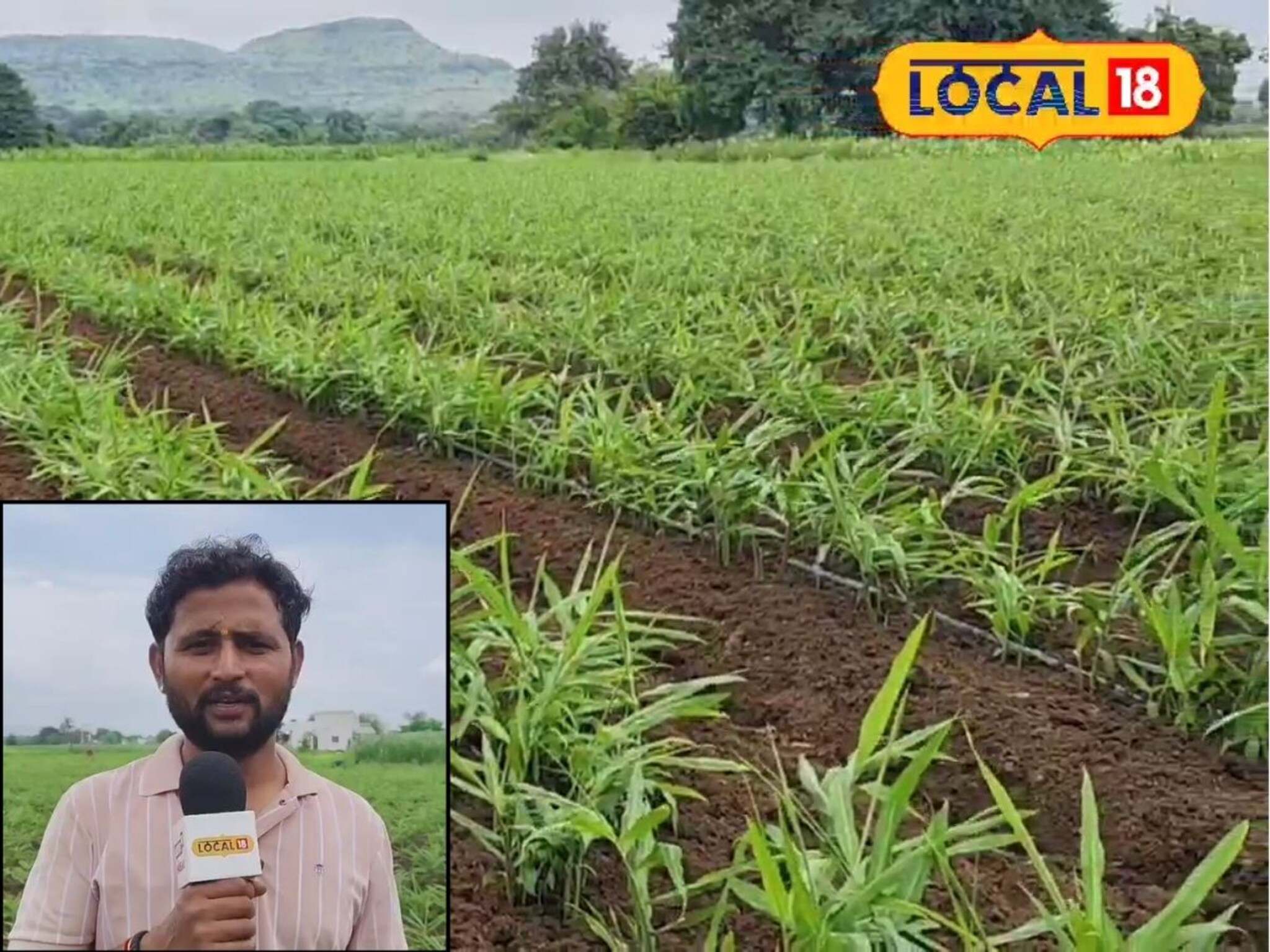 Ginger Farming: युवा शेतकऱ्याला सापडला पैशाचा फॉर्म्युला, दीड एकरात केली अद्रक शेती, पाहा कमाई किती?