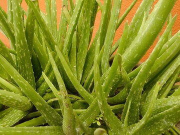 कोरफड त्वचेसाठी वरदान की नुकसान? 90 टक्के लोक एलोवेरा जेलचा करतात चुकीचा वापर