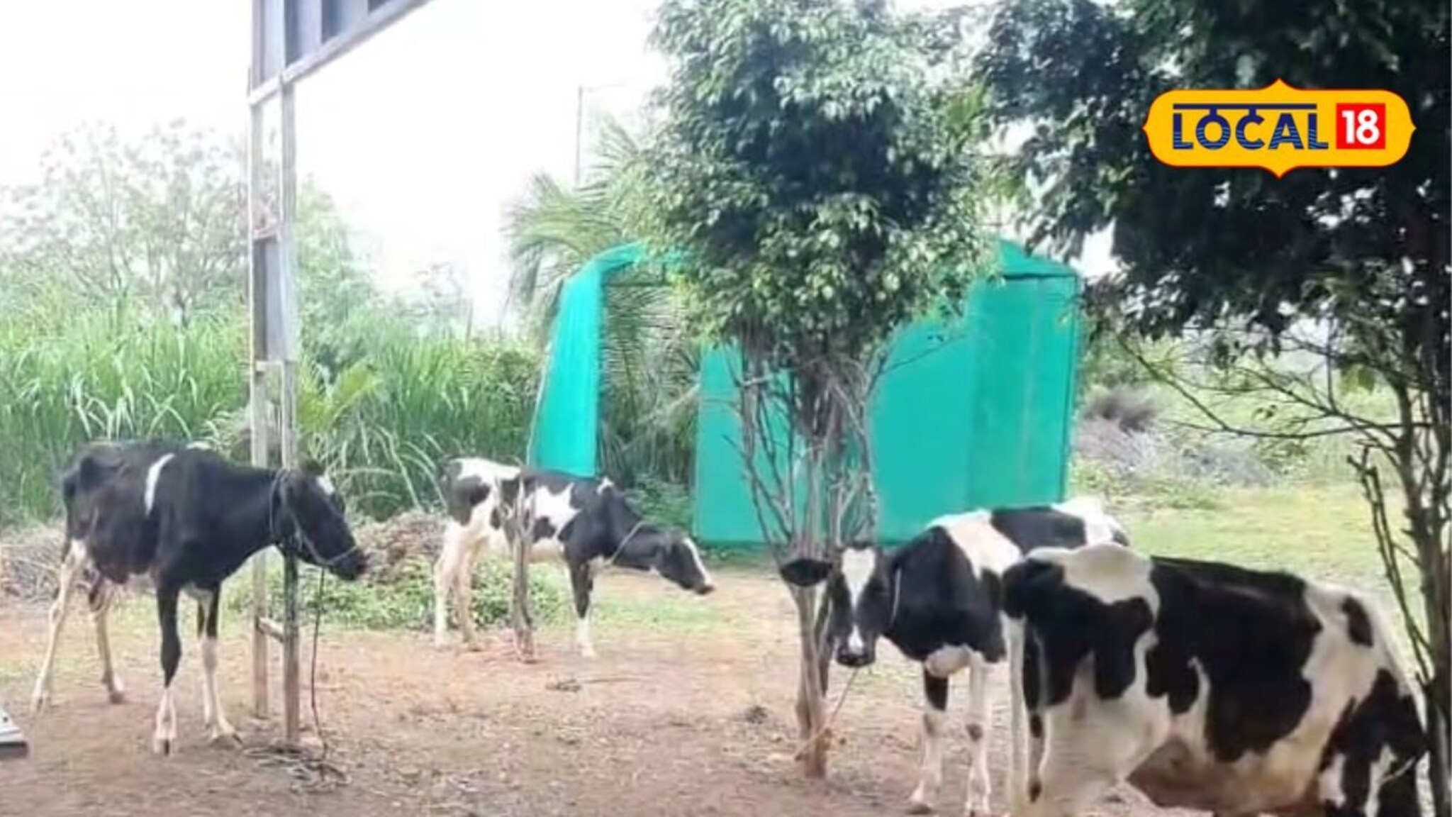 शेतकऱ्यानं लावलं डोकं, केलं जर्सी कालवड पालन, आता वर्षाला 7 लाखांची उलाढाल