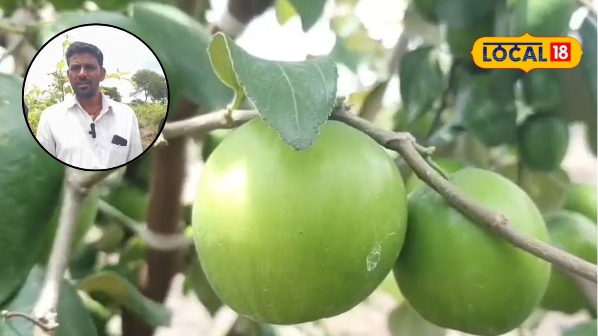 शेतकऱ्यानं डेरिंग केलं, 1 लाख खर्चून लावली 250 झाडं, पहिल्याच वर्षी अडीच लाख नफा