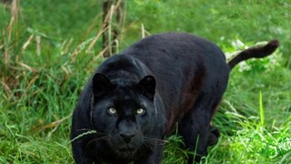 black panther spotted in sangmeshwar