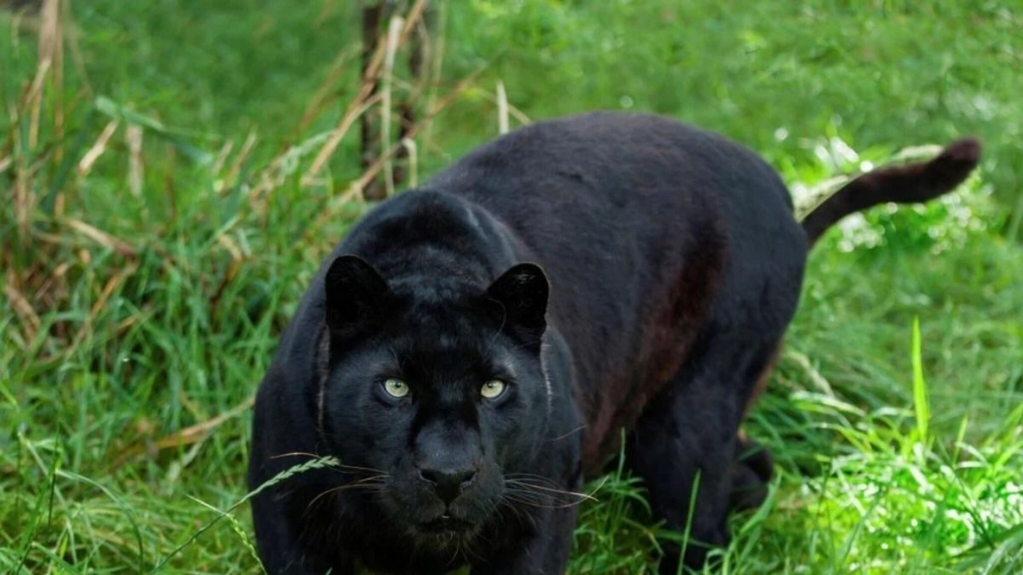 Ratnagiri News : संगमेश्वरमध्ये आढळला दुर्मिळ 'ब्लॅक पँथर', वनविभागाने घेतलं ताब्यात, नागरीकांनी सोडला निश्वास