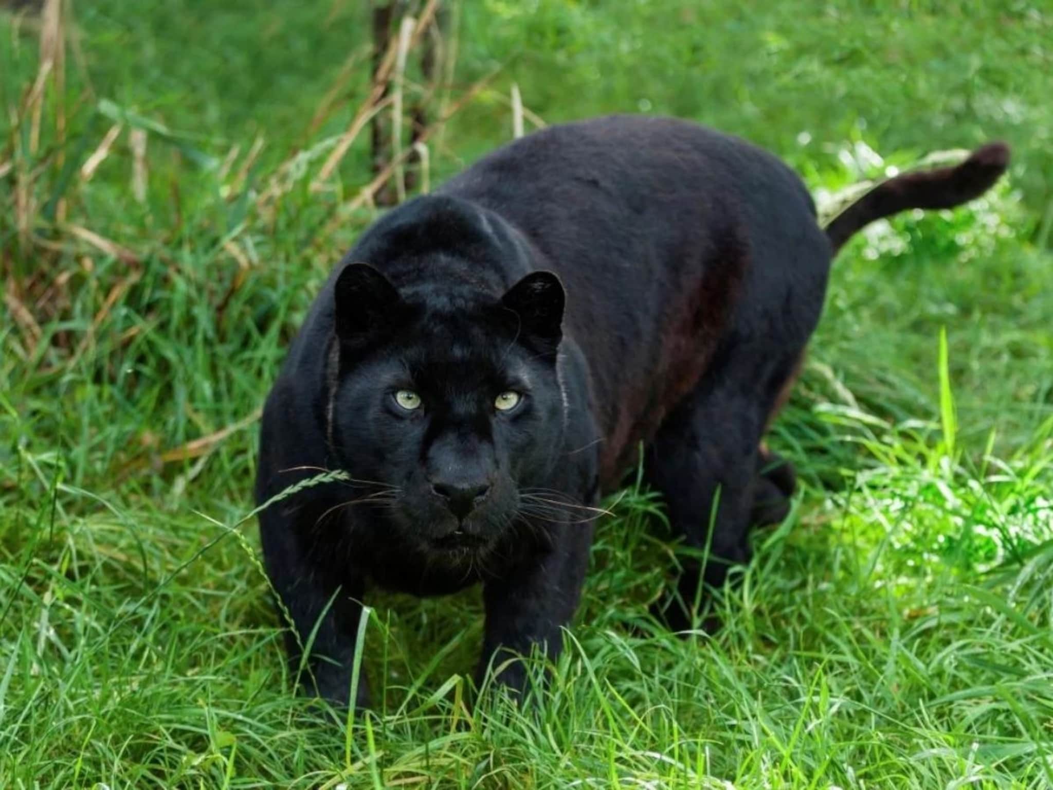 Ratnagiri News : संगमेश्वरमध्ये आढळला दुर्मिळ 'ब्लॅक पँथर', वनविभागाने घेतलं ताब्यात, नागरीकांनी सोडला निश्वास