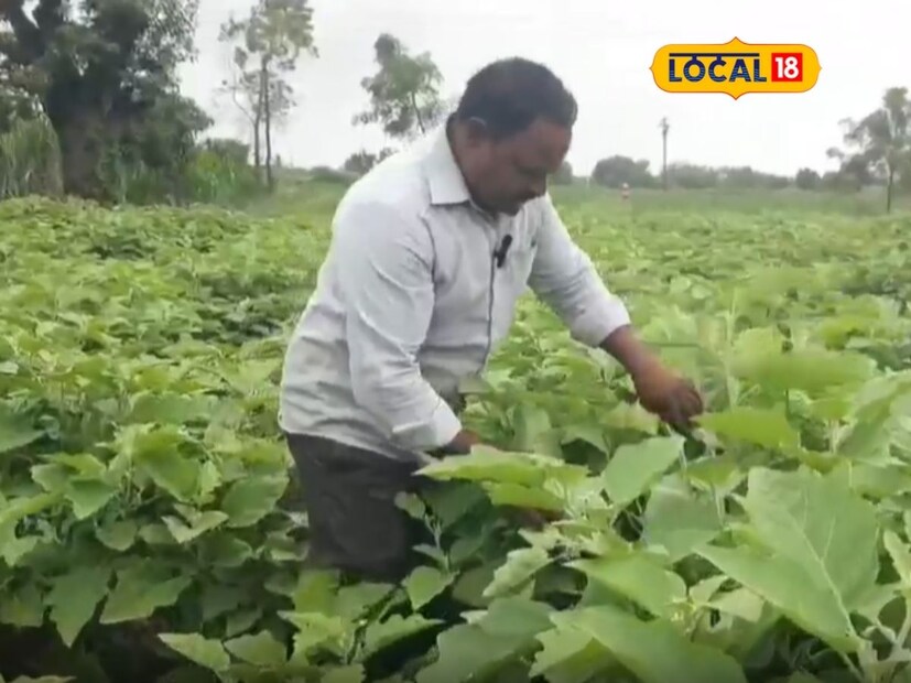 हराळवाडी गावातील शेतकरी ज्ञानेश्वर हिप्परकर हे गेल्या तीन ते चार वर्षापासून आठ गुंठ्यामध्ये वांग्याची सेंद्रिय पद्धतीने शेती करत आहेत. जानेवारी महिन्यात ज्ञानेश्वर यांनी आठ गुंठ्यात वांगी लावली.