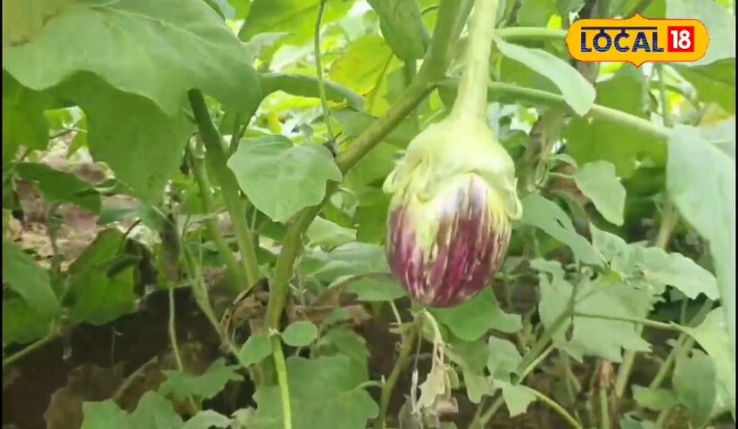 वांग्यावर अळीचा प्रादुर्भाव होऊ नये म्हणून वेळोवेळी फवारणी केली जाते. परंतु पावसाळ्यामध्ये वांग्याच्या पिकाला अळीचा जास्त धोका असतो. आठ गुंठ्यामध्ये वांगी लागवड करण्यासाठी 30 ते 40 हजार रुपये खर्च आला आहे. तर त्याच्या विक्रीतून आतापर्यंत अडीच लाख रुपयापर्यंतचे उत्पन्न मिळाले आहे.