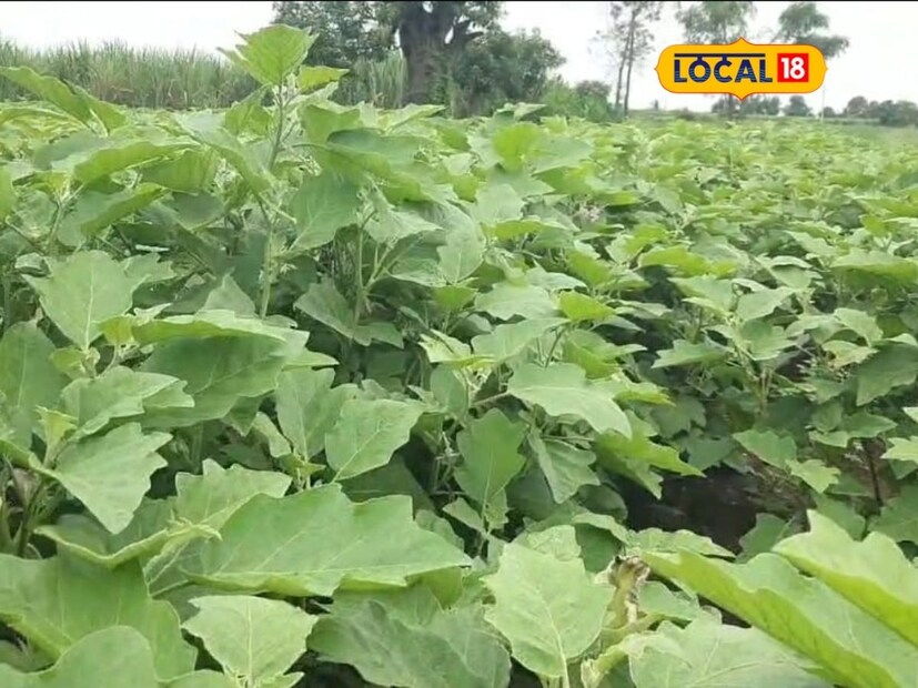 सात फुटावर वांग्याची लागवड केली असून त्यामधील अंतर तीन फुटावर आहे. त्यात 380 कॅरेट वांग्याची तोड झाली असून पाचशे रुपये प्रमाणे एका कॅरेटला भाव मिळाला होता.