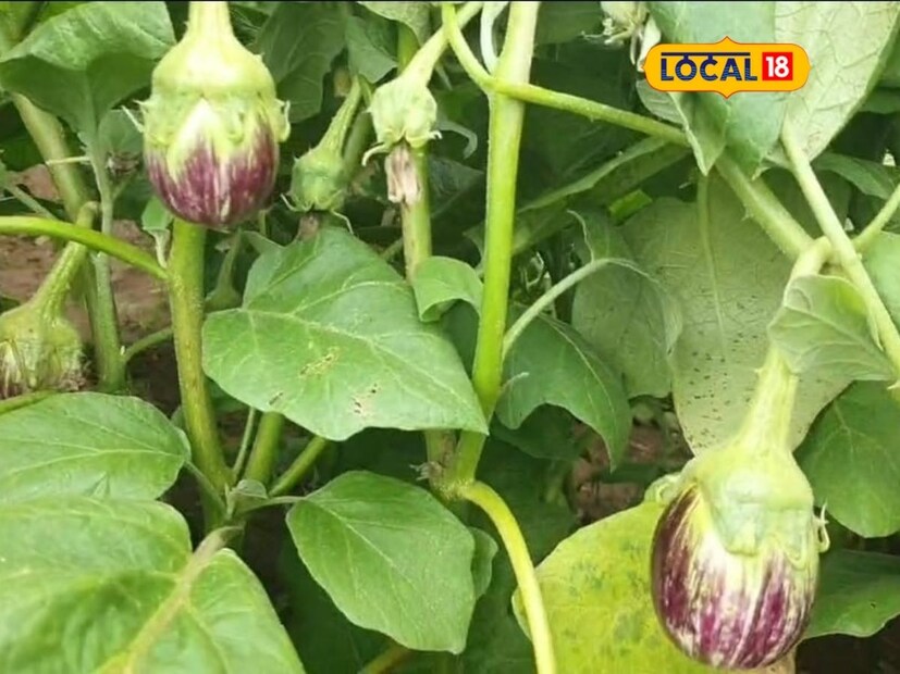 गेल्या अनेक वर्षापासून कमी क्षेत्रात पिके घेऊन ते लाखात नफा मिळवत आहेत. अवघ्या आठ गुंठे वांग्याच्या शेतीतून त्यांनी अडीच लाखांची कमाई केलीये. लोकल18 सोबत बोलताना त्यांनी आपला यशाचा फॉर्म्युला सांगितला आहे.