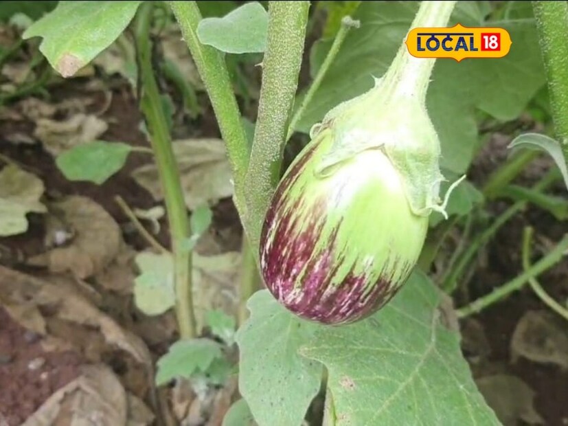 कधी दुष्काळी भाग म्हणून ओळखल्या जाणाऱ्या सोलापूर जिल्ह्यात शेती क्षेत्रात अनेक प्रयोग होत आहेत. मोहोळ तालुक्यातील हराळवाडीचे ज्ञानेश्वर हिप्परकर हे असेच प्रयोगशील शेतकरी आहेत. कधी दुष्काळी भाग म्हणून ओळखल्या जाणाऱ्या सोलापूर जिल्ह्यात शेती क्षेत्रात अनेक प्रयोग होत आहेत. मोहोळ तालुक्यातील हराळवाडीचे ज्ञानेश्वर हिप्परकर हे असेच प्रयोगशील शेतकरी आहेत.