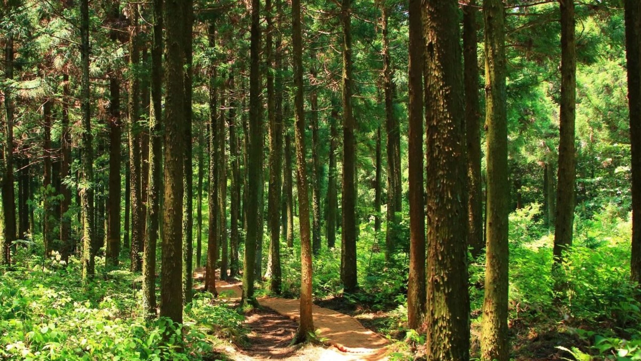 Crime News :  जंगलात शेळ्या चारण्यासाठी गेल्या त्या परतल्याच नाही, अल्पवयीन मुलींचा संशयास्पद मृत्यू, नेमकं काय घडलं?