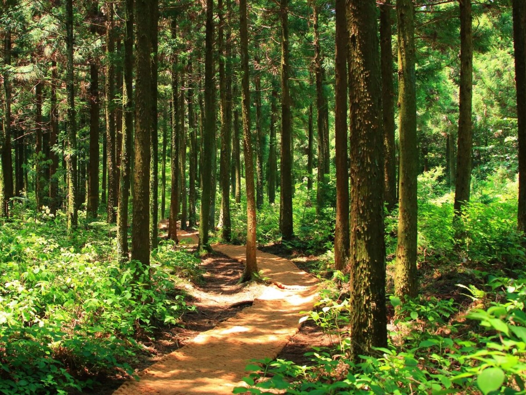 Crime News :  जंगलात शेळ्या चारण्यासाठी गेल्या त्या परतल्याच नाही, अल्पवयीन मुलींचा संशयास्पद मृत्यू, नेमकं काय घडलं?