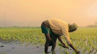 प्रतिकात्मक फोटो