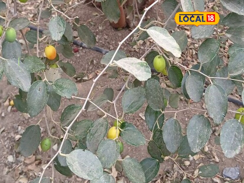 दरम्यान, शेतकऱ्यांनी ऊस किंवा पारंपरिक पिके घेण्यापेक्षा वेगळे प्रयोग करणं गरजेचं आहे. चेकनेट बोरांची शेती केली तर कमी खर्चात जास्त नफा मिळेल, असं मत शेतकरी दिगंबर चव्हाण सांगतात.