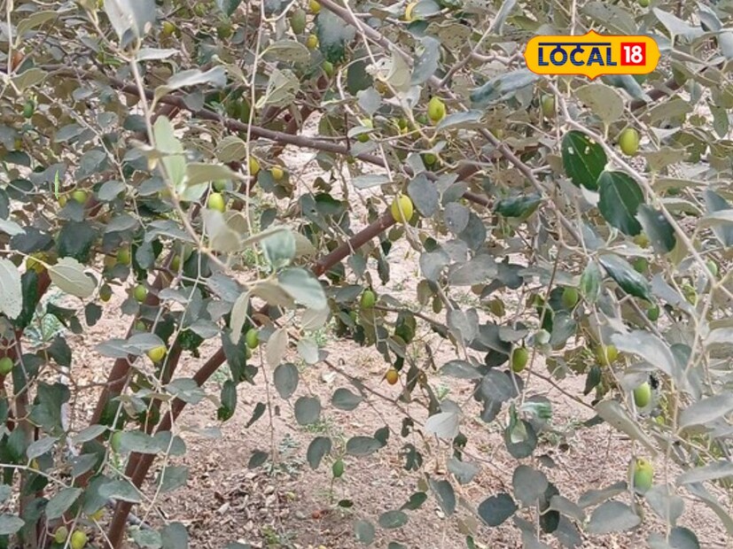 चेकनेट बोर दिसायला नारंगी पिवळसर रंगाची असतात आणि खाण्यासाठी स्वादिष्ट गोड आणि लहान आकाराची असतात. सोलापूर जिल्ह्यासह पुणे, मुंबई, धाराशिव, कोल्हापूर, या ठिकाणी चेकनेट बोरांना मागणी अधिक आहे. एकदा लागवड केल्यानंतर या बोरापासून शेतकरी दिगंबर चव्हाण हे गेल्या चार वर्षांपासून उत्पन्न घेत आहेत. या काळात 1 लाख 80 हजारांचा खर्च आला असून 16 लाख रुपयांचं उत्पन्न निघालं आहे, असं शेतकरी सांगतात.