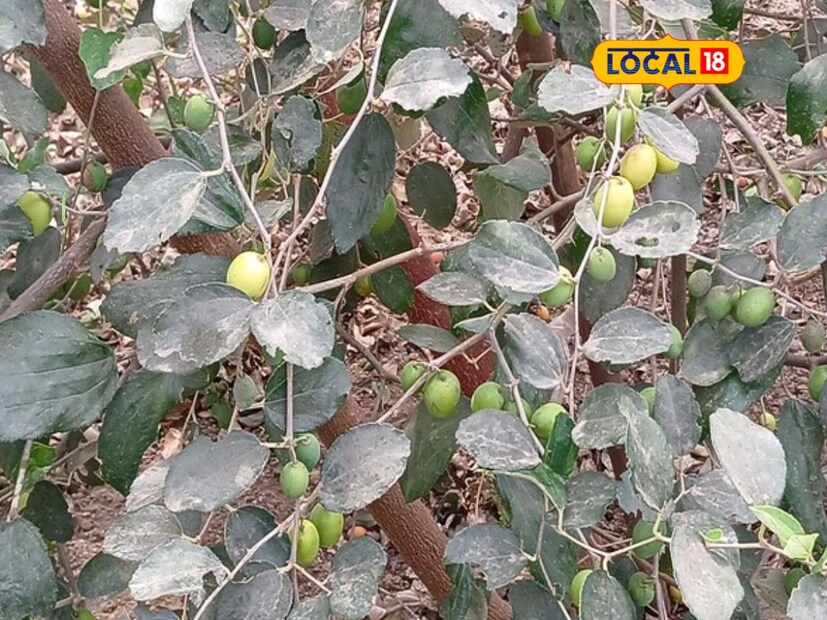 अर्ध्या एकरात जवळपास 60 चेकनेट बोरांची लागवड केली आहे. यात 18 बाय 18 वर अंतर ठेवून लागवड केली आहे. चेकनेट बोरांची लागवड करण्यापासून ते फवारणीपर्यंत अर्ध्या एकराला 40 ते 45 हजार रुपयांपर्यंत खर्च आला. तर चार वर्षांत 1 लाख 80 हजार रुपये बोरांच्या बागेवर खर्च झाले आहेत, असे चव्हाण सांगतात.