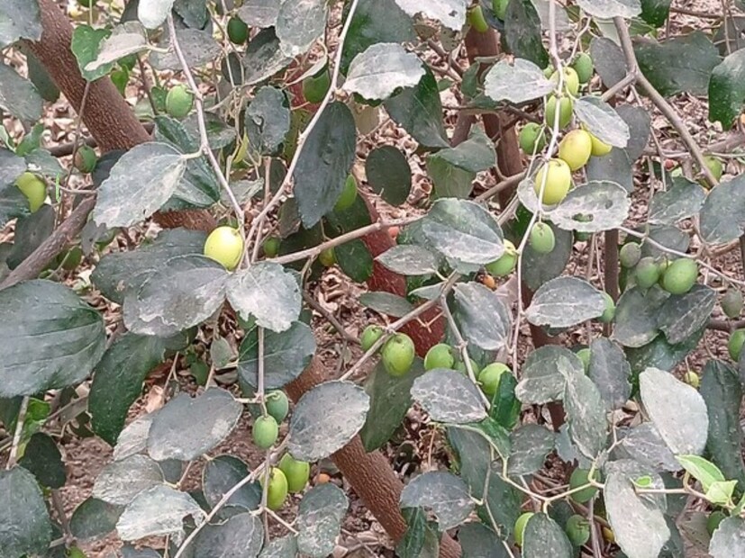 त्यामुळे त्यांनी डोकं चालवलं आणि इतरांप्रमाणे बाग काढून टाकण्याऐवजी त्याच झाडांना चेकनेट बोरांचं कलम केलं. आता गेल्या चार वर्षांत त्यांना 16 लाखांपर्यंत उत्पन्न मिळालं आहे.