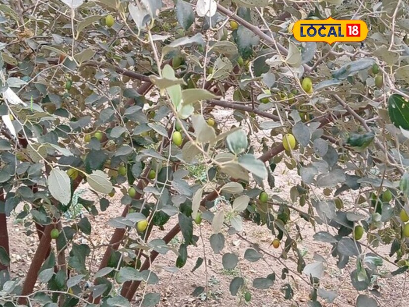 वाफळे येथील प्रगतशील शेतकरी दिगंबर चव्हाण यांनी आपल्या अर्धा एकर शेतात उमरान आणि चमेली बोरांची लागवड केली होती. या बोरांच्या विक्रीतून खर्चही निघेना.