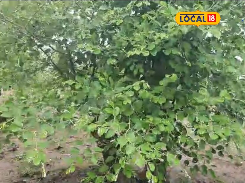 अर्ध्या एकरात त्यांनी 60 झाडे लावली असून त्यातून गेल्या 4 वर्षांत त्यांना खर्च वजा करून तब्बल 16 लाख रुपयांचं उत्पन्न मिळालं आहे. याबाबत लोकल18 च्या माध्यमातून जाणून घेऊ.