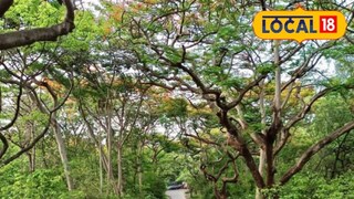 आरे जंगल