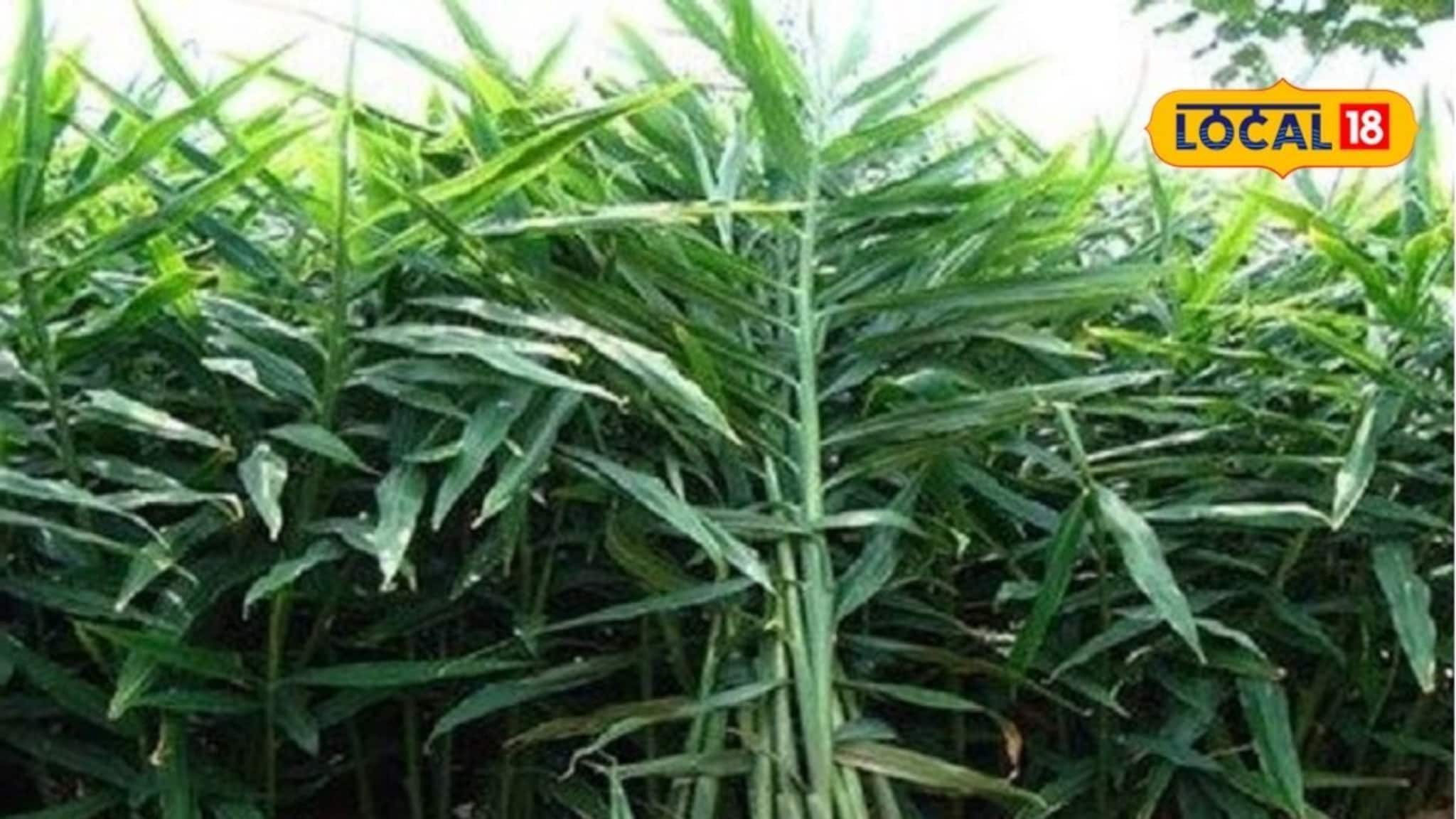 Ginger Farming: आले शेतीची कमाल, युवा शेतकरी एका वर्षात मालामाल, काय आहे यशाचा फॉर्म्युला?
