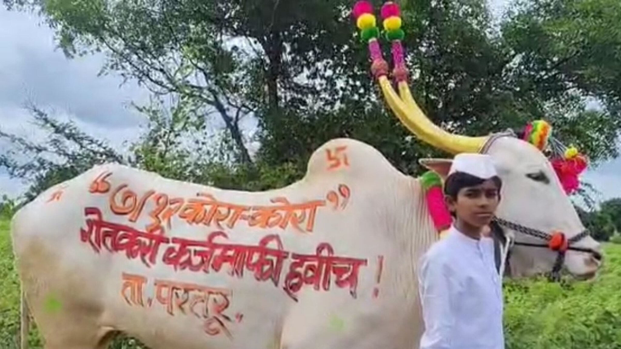 'सातबारा कोरा-कोरा, शेतकरी कर्जमाफी हवीच!', बैलपोळ्यानिमित्त शेतकऱ्याची सरकारला