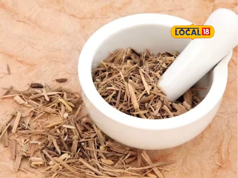 ज्येष्ठमध हे बुद्धिवर्धक रसायन असल्याचे वर्णन आयुर्वेदात आहे. त्यामुळे दुधात टाकून रोज सकाळी किंवा सायंकाळी ते दूध प्यायले तर विद्यार्थ्यांना त्याचा उपयोग होईल. ज्येष्ठमध हे चवीला गोड असल्याने ताकद देणारे आहे, असंही डॉक्टर कळसकर सांगतात. 