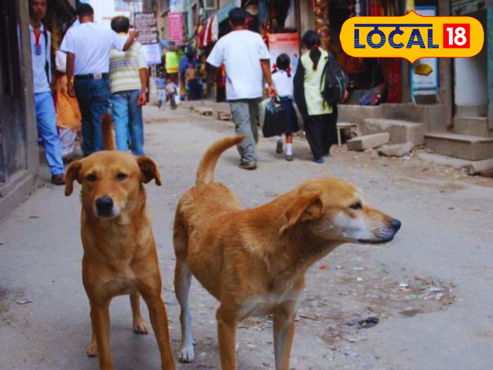 भटक्या कुत्र्यांची वाढती दहशत; कल्याण-डोंबिवलीतील हजारो लोकांना चावे