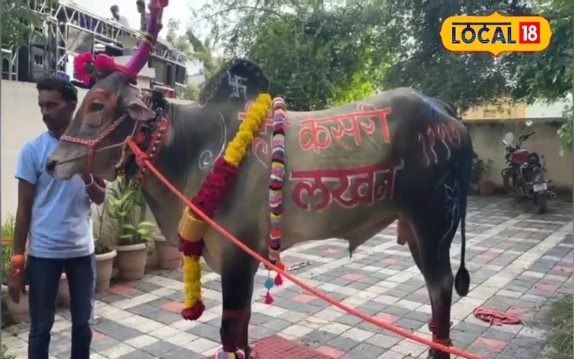महाराष्ट्र आणि कर्नाटकात बैलगाडा शर्यतीचे अनेक चाहते आहेत. एखादी यात्रा, उत्सव आणि बैलपोळ्याच्या निमित्ताने बैलांच्या शर्यती किंवा बैलगाडा शर्यतींचे आयोजन केले जाते. या शर्यतीत छत्रपती संभाजीनगरमधील एक बैल वेगाचा बादशहा म्हणूनच ओळखला जातोय.  महाराष्ट्र आणि कर्नाटकात बैलगाडा शर्यतीचे अनेक चाहते आहेत. एखादी यात्रा, उत्सव आणि बैलपोळ्याच्या निमित्ताने बैलांच्या शर्यती किंवा बैलगाडा शर्यतींचे आयोजन केले जाते. या शर्यतीत छत्रपती संभाजीनगरमधील एक बैल वेगाचा बादशहा म्हणूनच ओळखला जातोय.