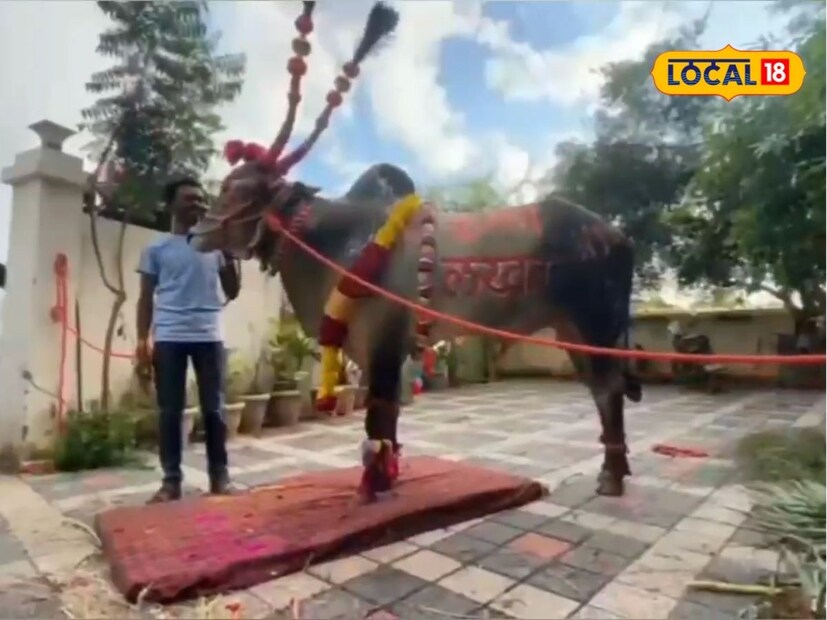 नुकतेच बैलपोळ्याच्या निमित्ताने छत्रपती संभाजीनगरात झालेल्या स्पर्धेत मनोहर चव्हाण यांच्या लखन या बैलाने बाजी मारली. त्यानंतर त्याच्या वेगाची आणि बक्षिसांची सर्वत्र चर्चा होतेय. आत्तापर्यंत लखनने 70 लाखापेक्षा जास्त किमतीची बक्षिसे जिंकली आहेत. 