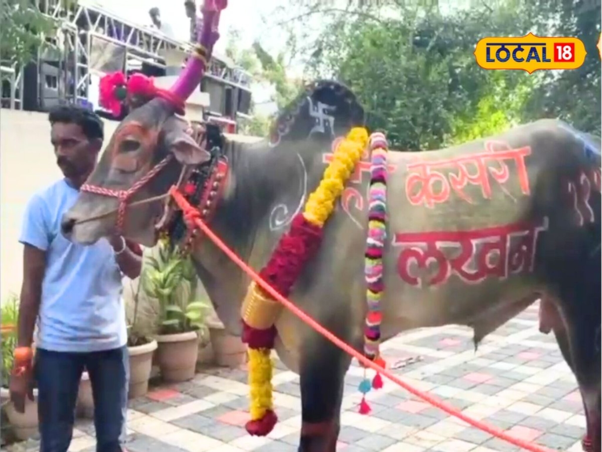 Bailgada Sharyat: वय वर्षे फक्त 4, कमाई 70 लाख! ‘लखन’च्या वेगापुढे सगळेच फेल