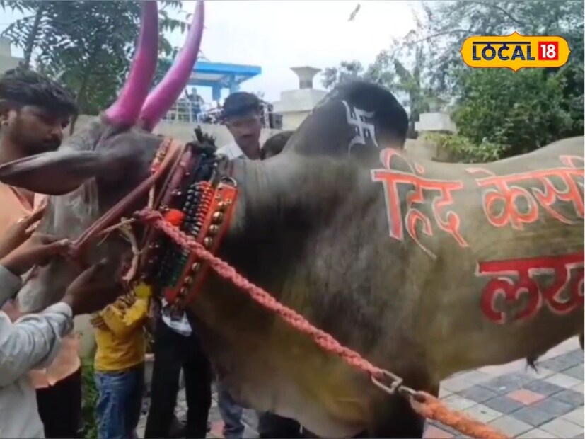 करोडी येथील मनोहर चव्हाण यांचा हा लखन नावाचा बैल मैसूर जातीचा आहे. ‘लखन’ सध्या महाराष्ट्र आणि कर्नाटकातल्या स्पर्धा गाजवतोय. या स्पर्धांमध्ये त्याने शेकडो बक्षिसे जिंकली असून त्याला शर्यतीचा राजा म्हटलं जातंय. 