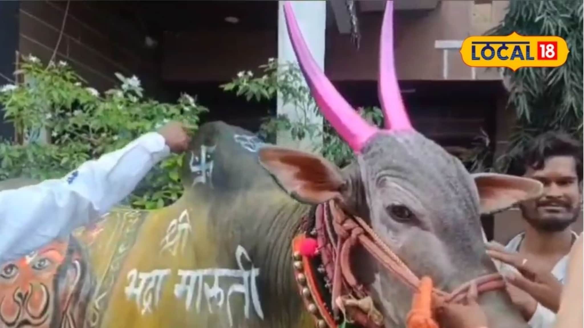 Bailgada Sharyat: तब्बल 85 लाखांना मागितला बैल, मालक म्हणतो देणार नाही, पण कारण काय?