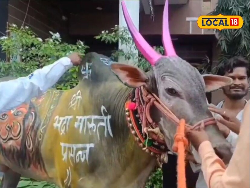 लखचना स्वभाव शांत आहे, मात्र शर्यतीत उतरल्यावर त्याचा वेग पाहून सगळे थक्क होतात. त्याला शिकवण्यासाठी तब्बल 25 एकर जमीन पडीत ठेवली आहे. एवढी मेहनत आणि काळजी घेतल्यामुळेच लखन आज प्रत्येक स्पर्धेत झेंडा फडकवतो आहे, असं मालक मनोहर चव्हाण सांगतात. 