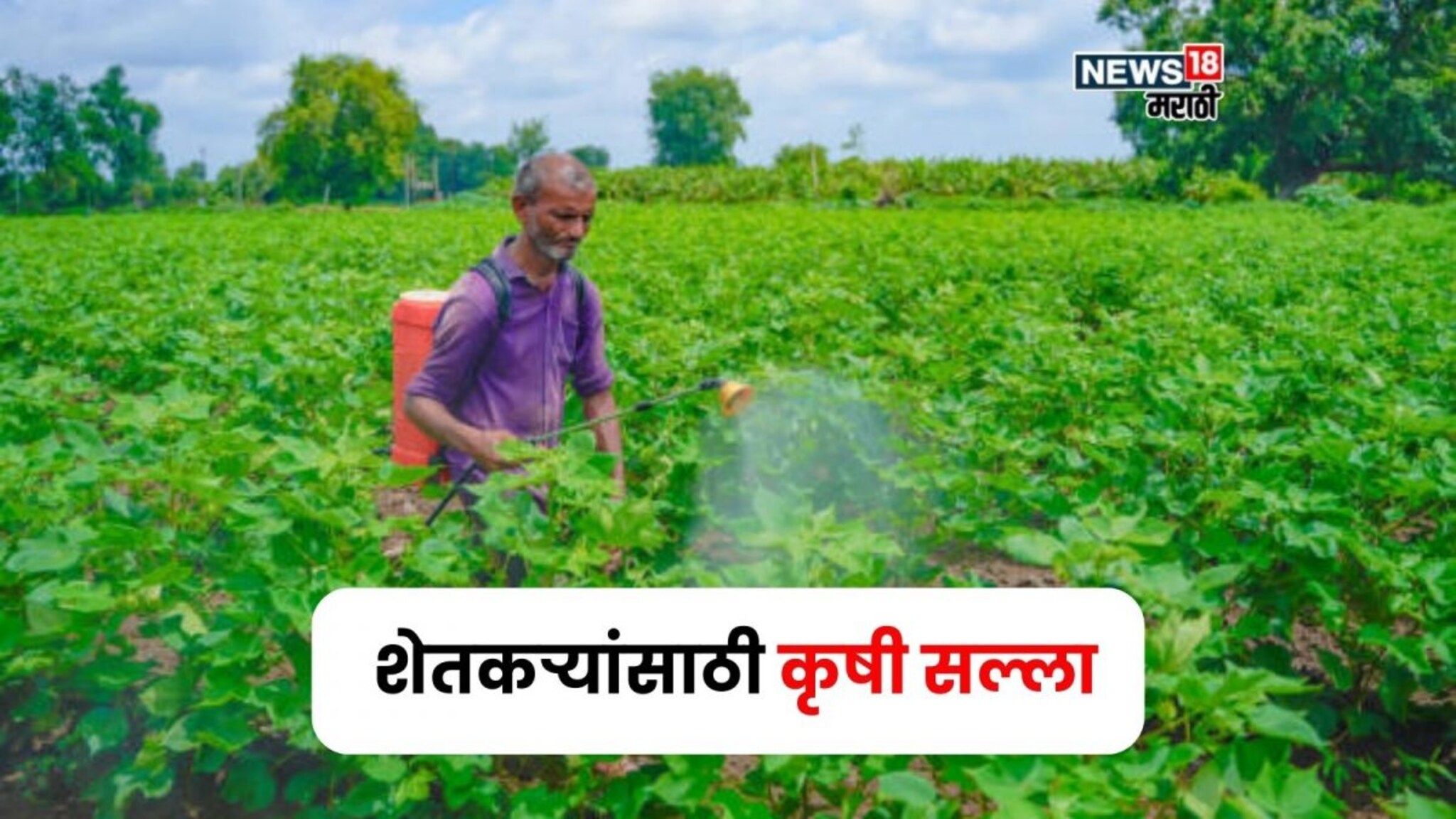 अतिपावसामुळे खरीप पिकांची मुळे कुजू नये यासाठी काय काळजी घ्यावी? A TO Z माहिती