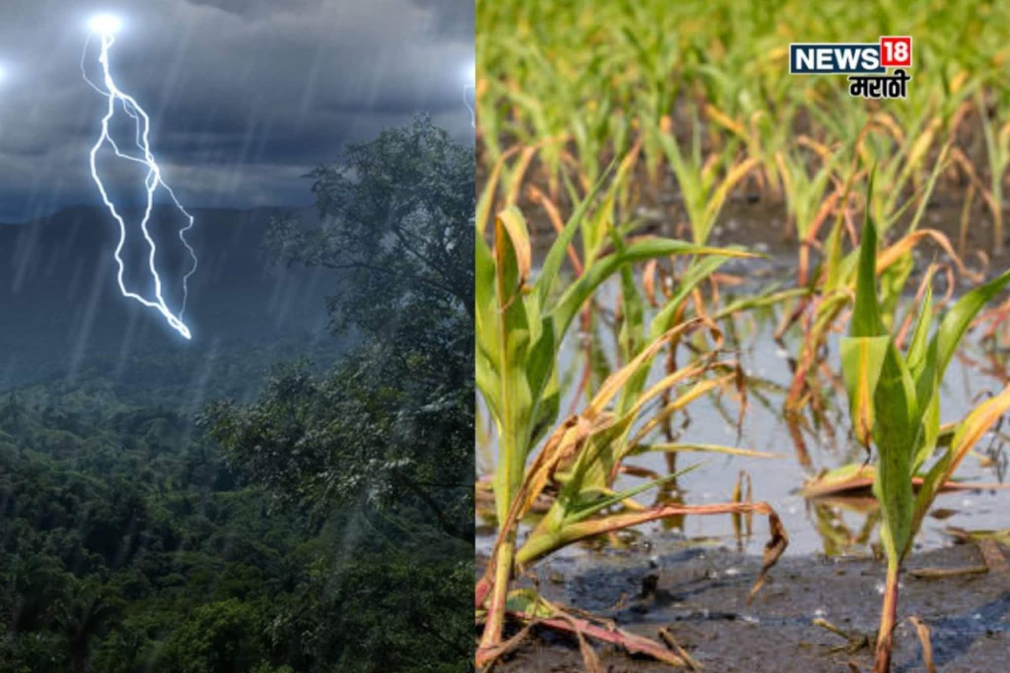 शेतकऱ्यांची चिंता वाढली! पाऊस धुमाकूळ घालणार, पिकांना कोणत्या फवारण्या कराल?