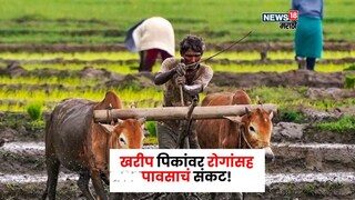 Maharashtra Weather News 