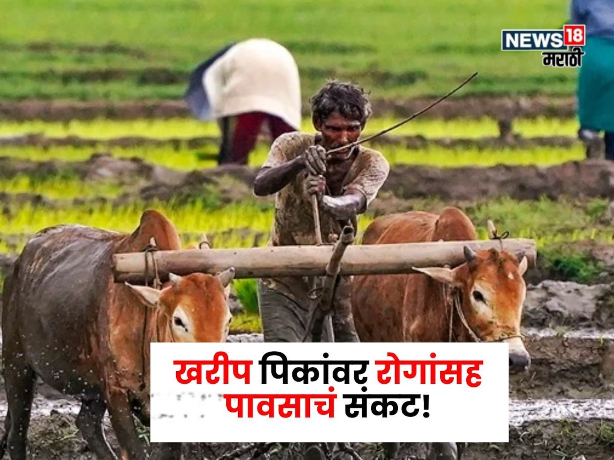 खरीप पिकांवर रोगांसह पावसाचं संकट! मुसळधार बरसणार, 6 जिल्ह्यांना येलो अलर्ट